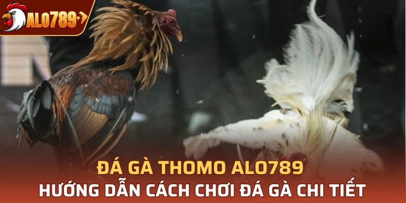 đá gà Thomo