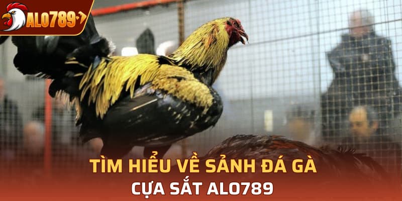 Tìm hiểu về sảnh đá gà cựa sắt Alo789