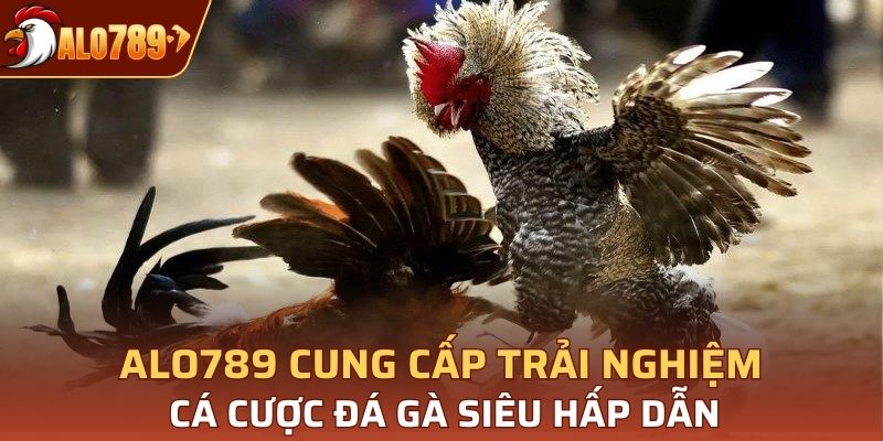 Alo789 cung cấp trải nghiệm cá cược đá gà siêu hấp dẫn