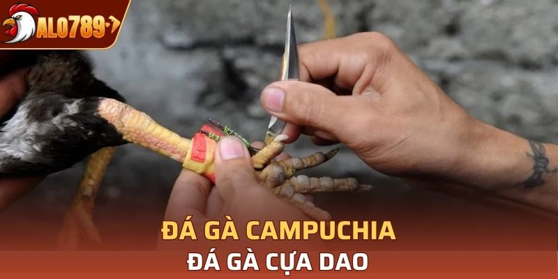 Đá gà cựa dao thường diễn ra cực kỳ nhanh chóng vì mức sát thương lớn