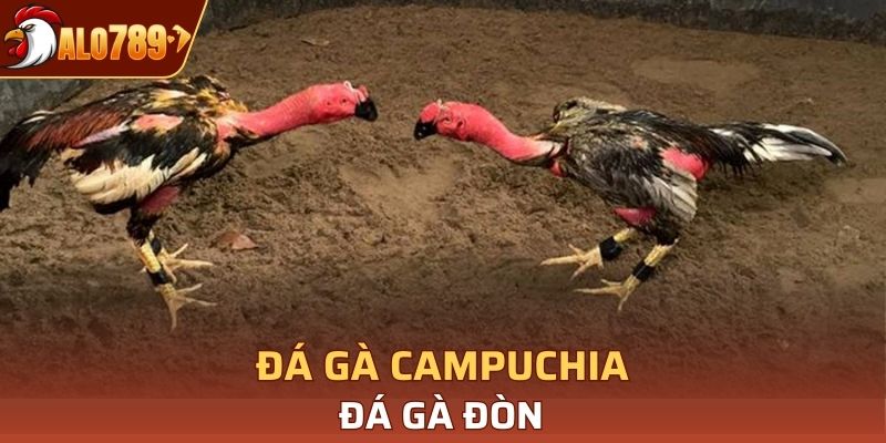 Gà đòn thường được tuyển lựa từ các thần kê ở nhiều nơi