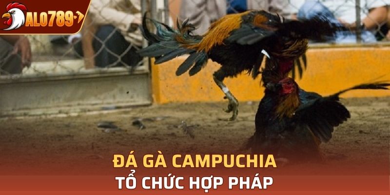 Đá gà tại Campuchia hoàn toàn hợp pháp và được tổ chức chuyên nghiệp