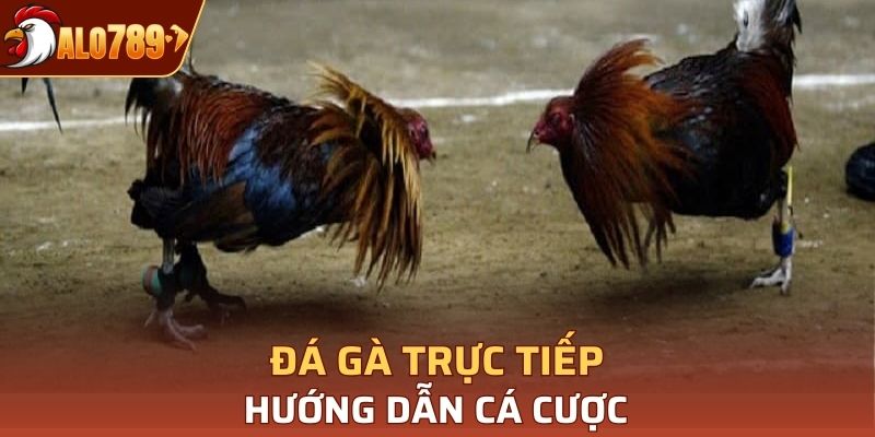 đá gà trực tiếp