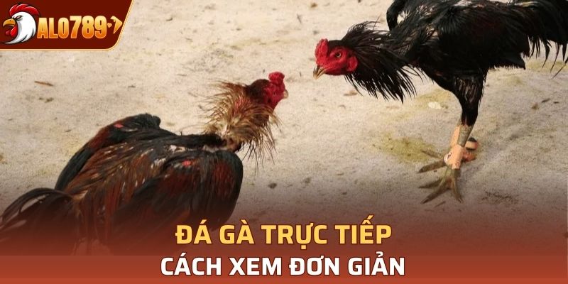 Bạn có thể xem đá gà phát trực tiếp một cách đơn giản trên điện thoại