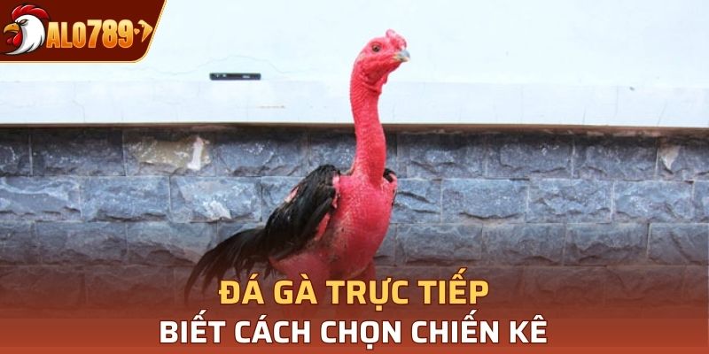 Nắm được các loại chọi kê và cửa cược sẽ giúp bạn chiến thắng