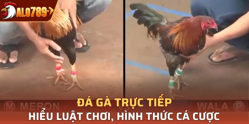 Phân tích chính xác giúp bạn chọn được chiến kê ưng ý