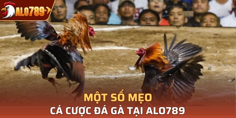 Một vài mẹo cá cược đá gà tại Alo789