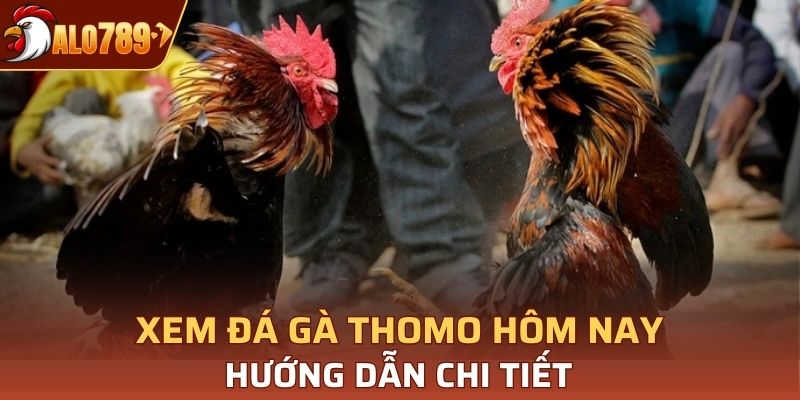 Thomo hôm nay
