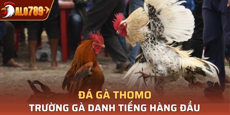 Chọi kê Thomo có sức hút và tên tuổi được khẳng định