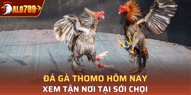 Bạn có thể sang Campuchia để tận mắt xem tại trường gà Thomo