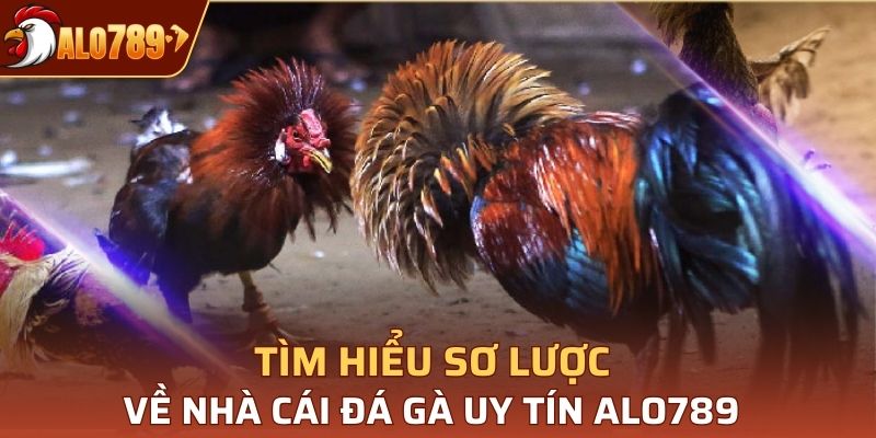 Tìm hiểu sơ lược về nhà cái đá gà uy tín Alo789 