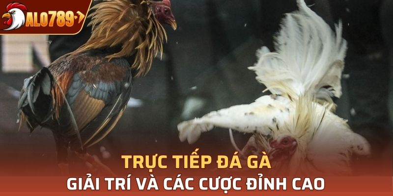 trực tiếp đá gà