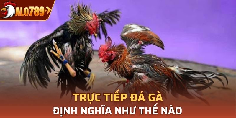 Những trận đá gà ngày nay đã được phát trực tiếp, dễ dàng tiếp cận
