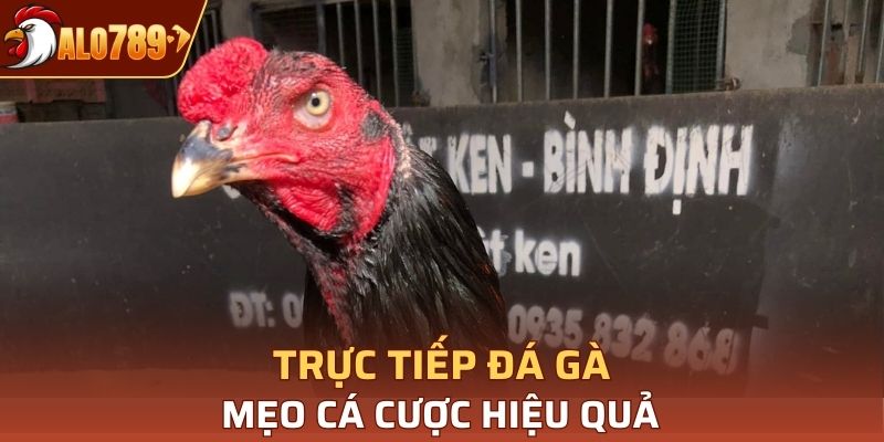 Hãy chú ý đánh giá các chiến kê ấn tượng trước khi cá cược